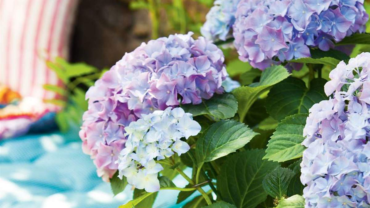 La guía definitiva para cultivar hortensias en el balcón y lograr que exploten en flores 