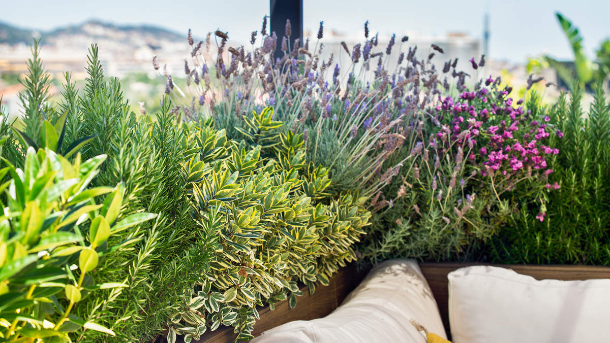 7 plantas con flor resistentes a la sequía que son bonitas y llenarán de vida tu terraza