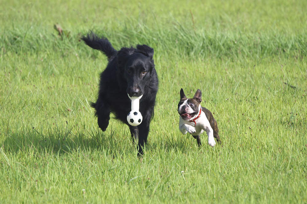 Perros jugando