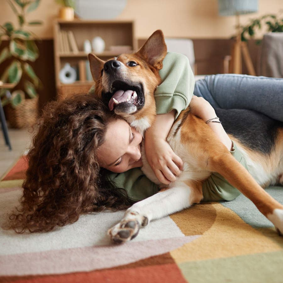 Tu perro limpio y protegido a un precio de escándalo