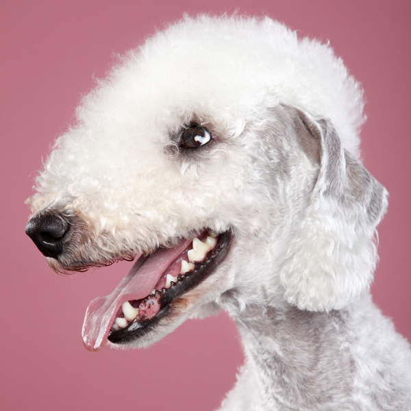 Bedlington terrier, el perro que se parece a una oveja: características, cuidados y más del canino más cariñoso e inteligente