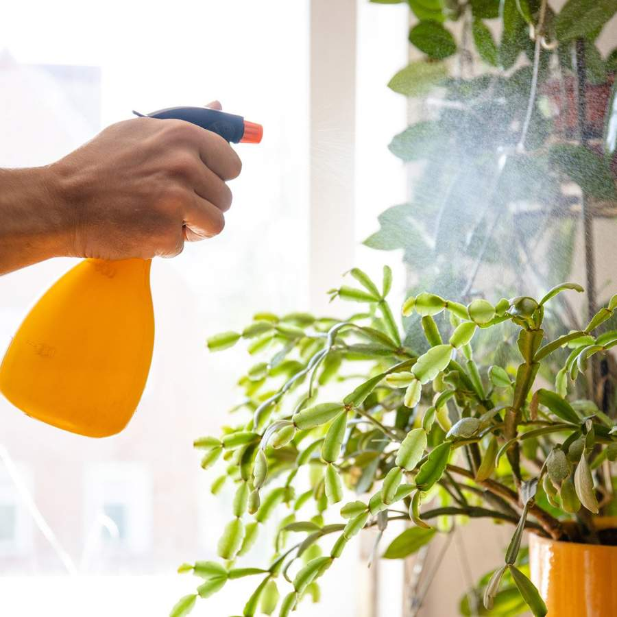 Spray para plantas 