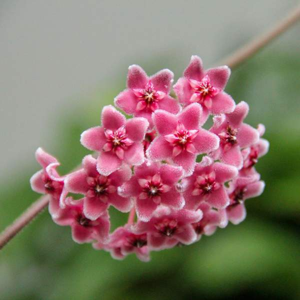 Flor de cera: cómo cuidar y cultivar la exótica planta Hoya carnosa en tu hogar