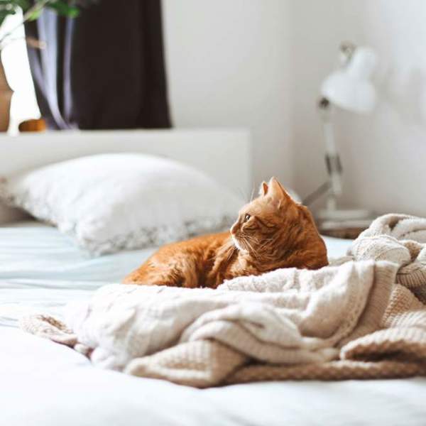 Por qué NO debes dormir con tu gato: 4 razones que te convencerán definitivamente