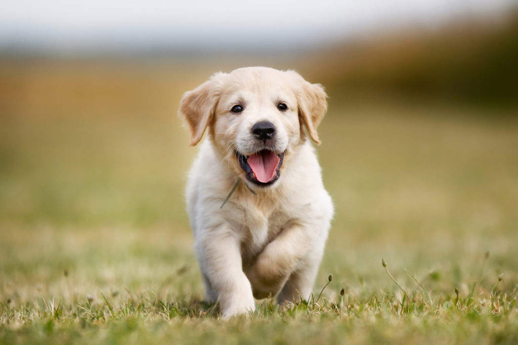 2. Golden Retriever 