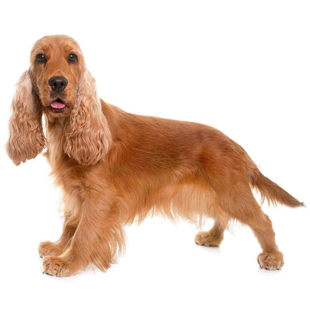 4. Cocker Spaniel