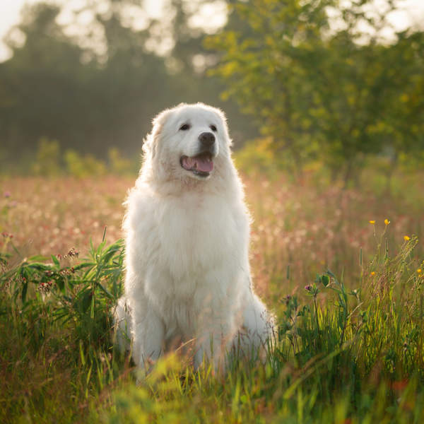 Pastor de Maremma, el perro más protector y valiente: características, cuidados y más