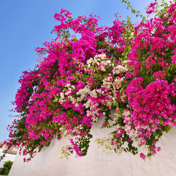 7 plantas de flor que son muy resistentes al calor: bonitas, coloridas y renovarán tu terraza o balcón