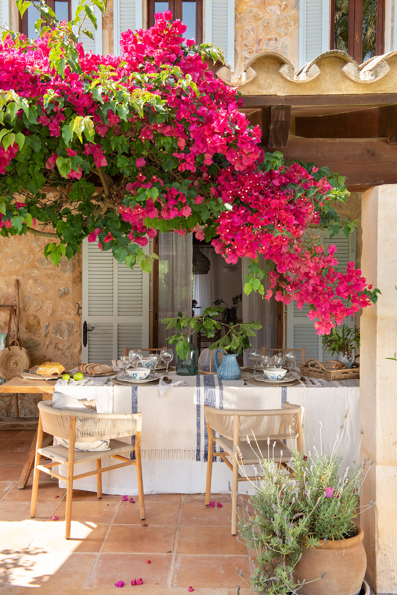 Plantas en la pérgola del jardín