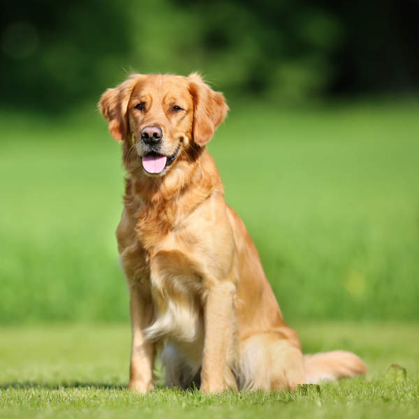 Golden retriever, el perro más tierno e ideal para vivir con niños: cómo es su carácter, principales cuidados y más