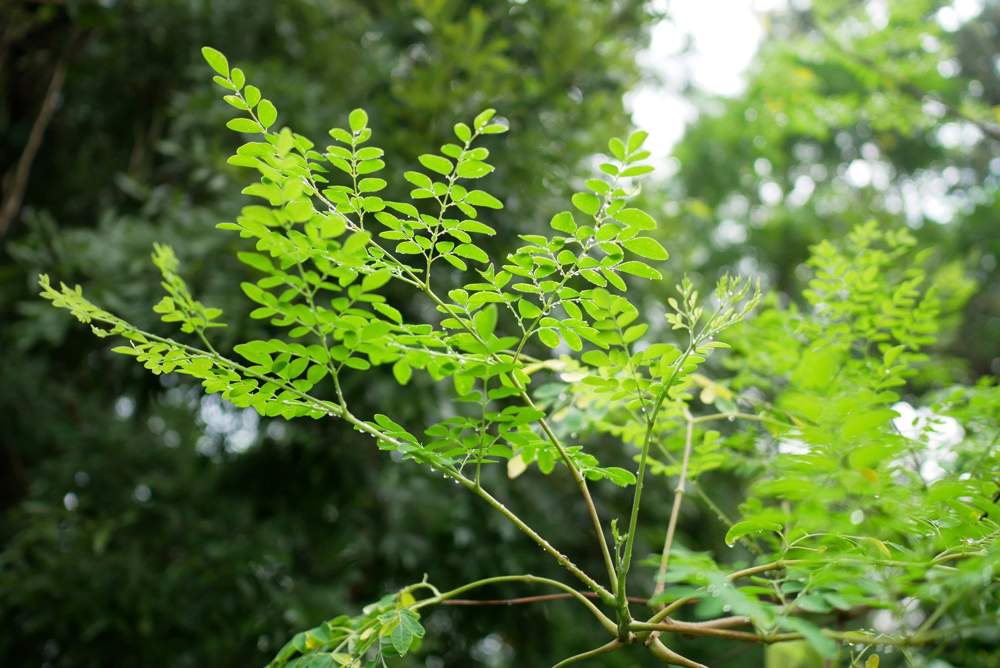 Moringa oleifera