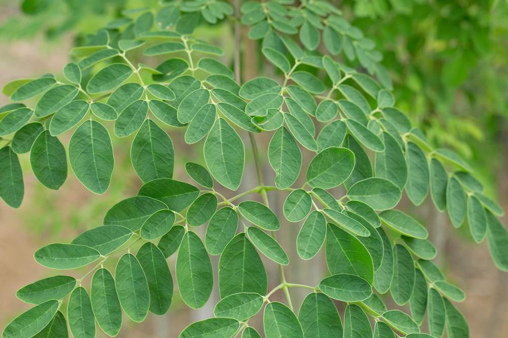 Moringa oleifera 