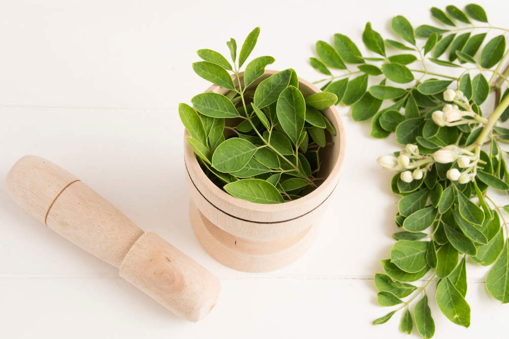 Moringa oleifera 