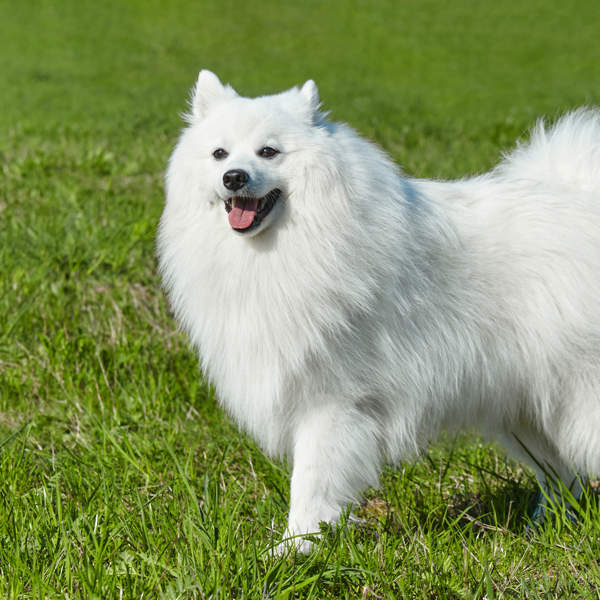 Spitz japonés, el perro más travieso y adorable: cómo es su carácter, principales cuidados y mucho más