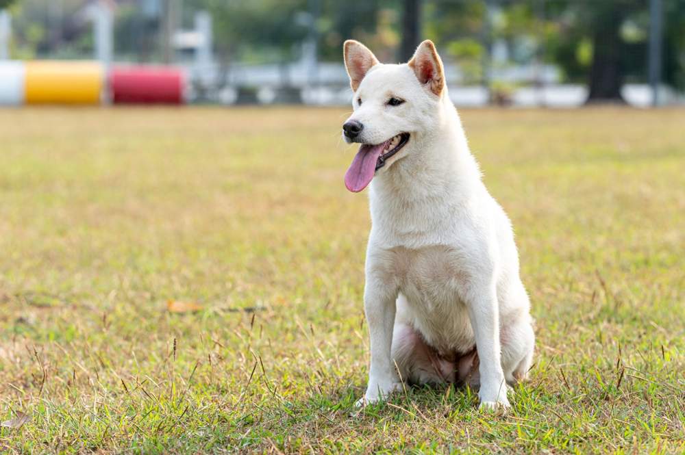 Perro de raza hokkaido inu