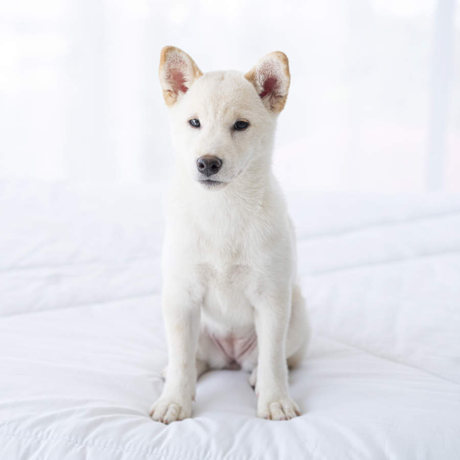 Perro de raza hokkaido inu