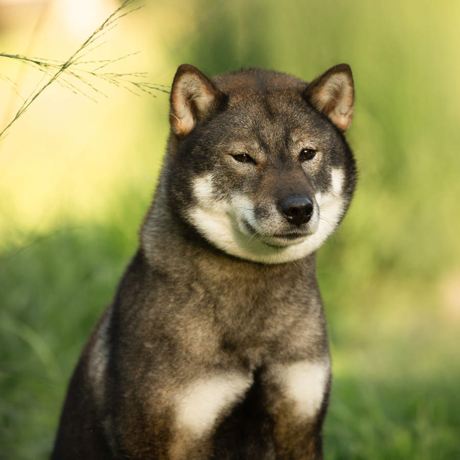 Shikoku inu