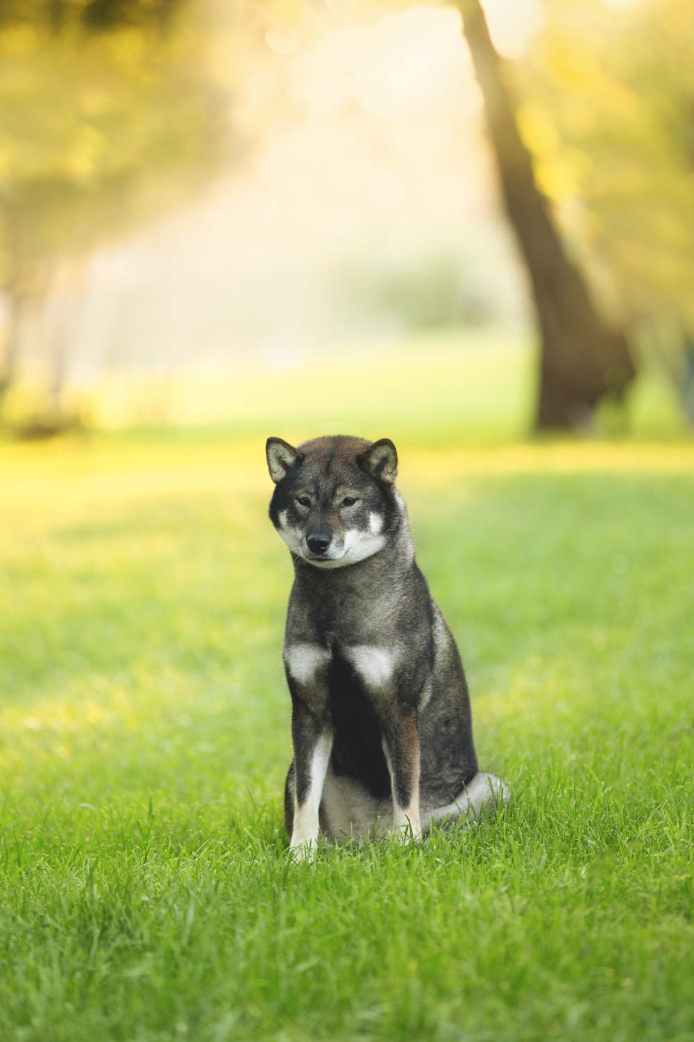 Shikoku inu