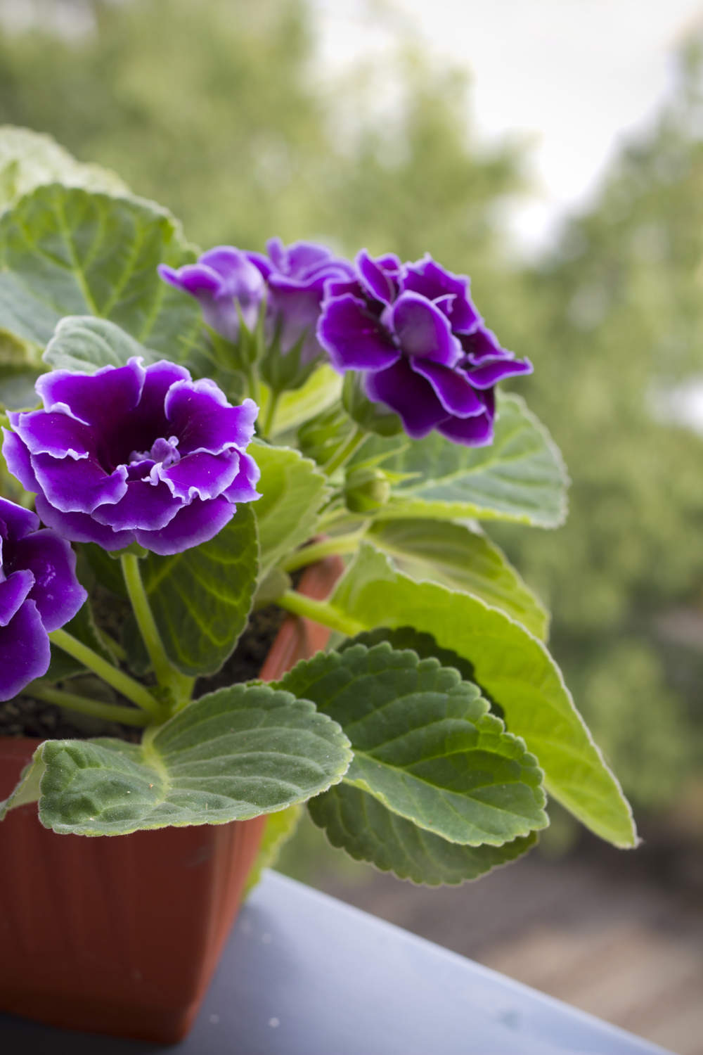 gloxinia planta flor maceta violeta