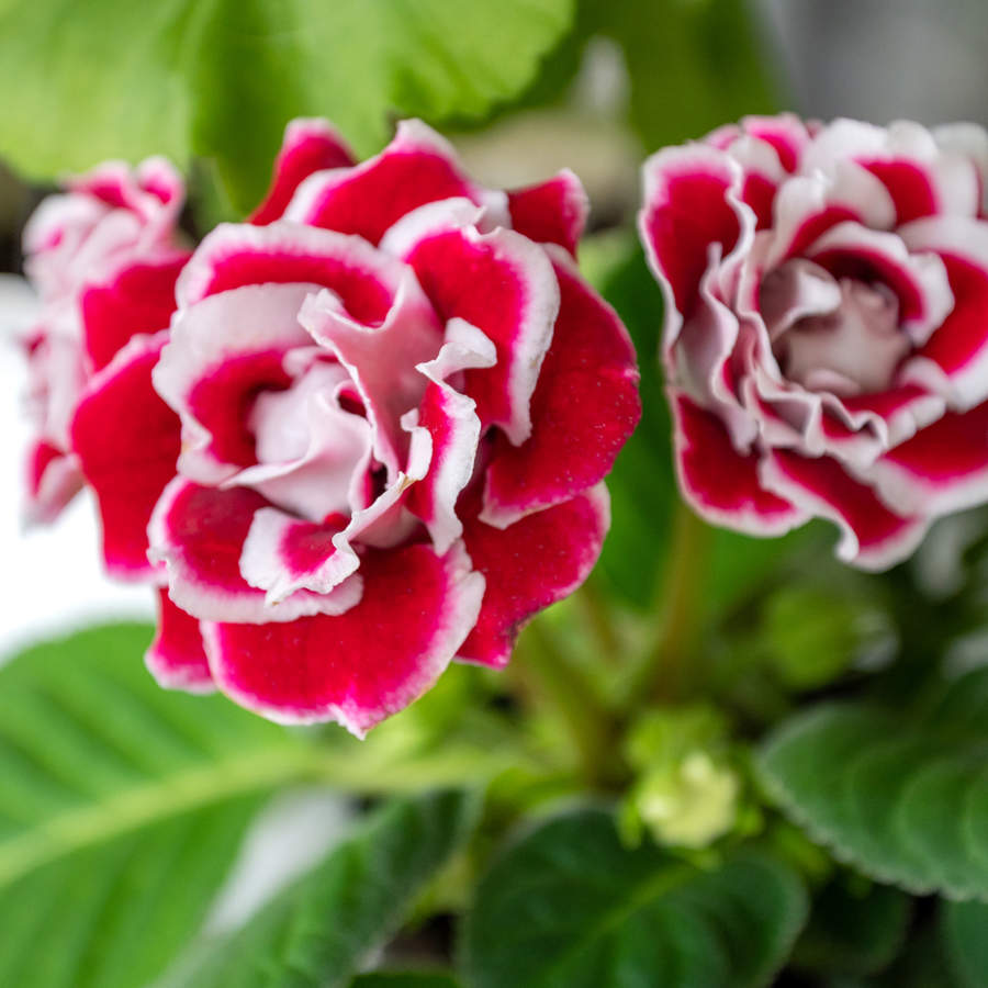 planta flor gloxinia