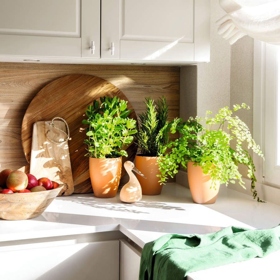 Plantas aromáticas en cocina