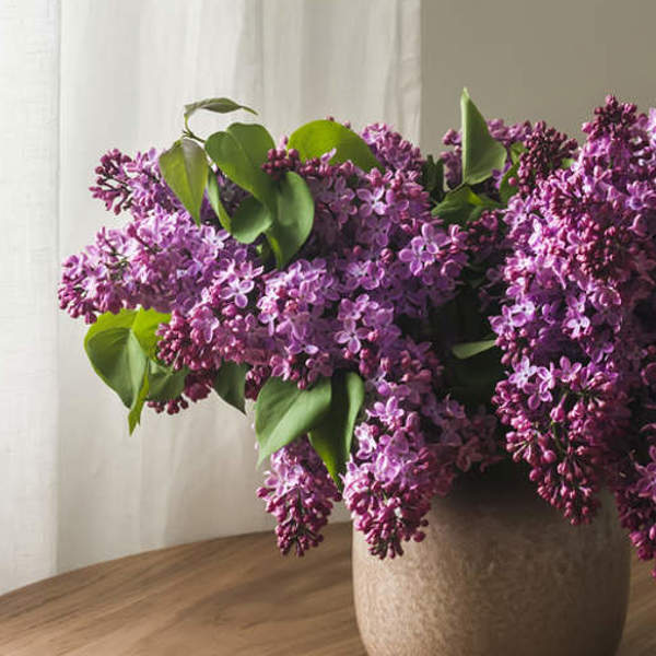 Guía definitiva para cuidar la planta lila o lilo: cultivo en maceta, floración, riego...