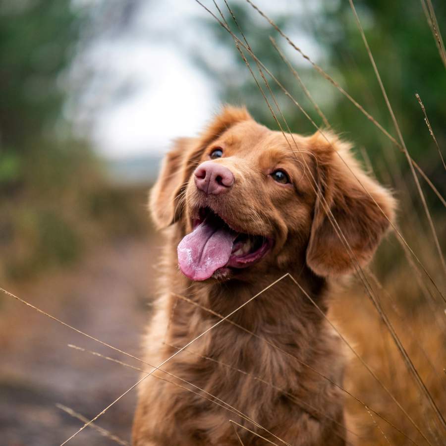 perro marrón mediano