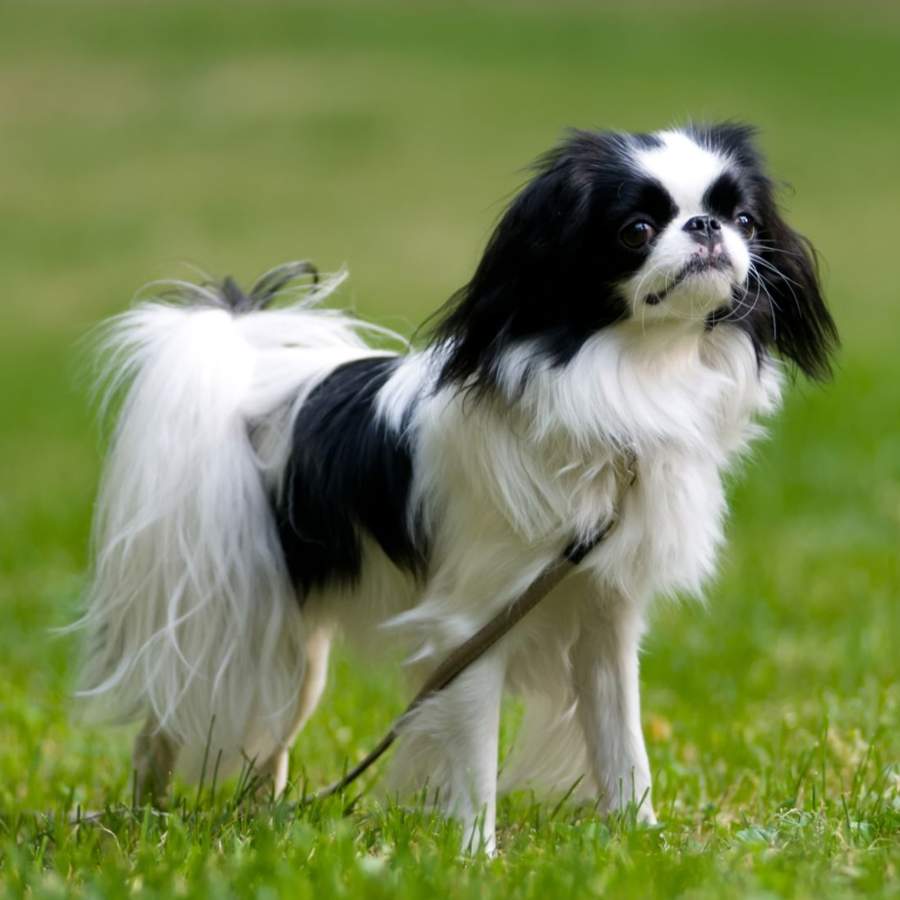 Perro de raza spaniel japonés.