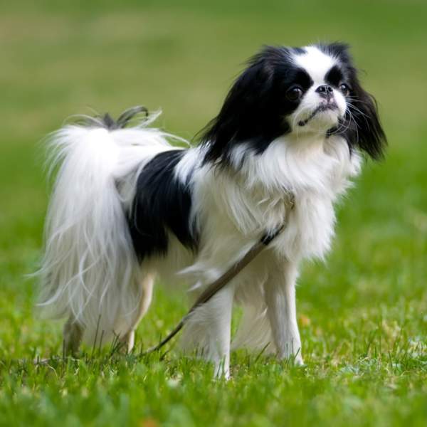 Spaniel japonés, el perro pequeño con personalidad felina que conquista con su carácter: cuidados, características y más