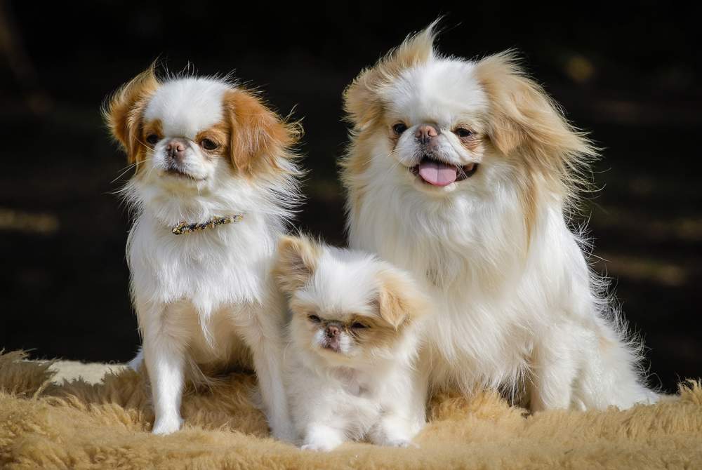 Perros de la raza spaniel japonés.