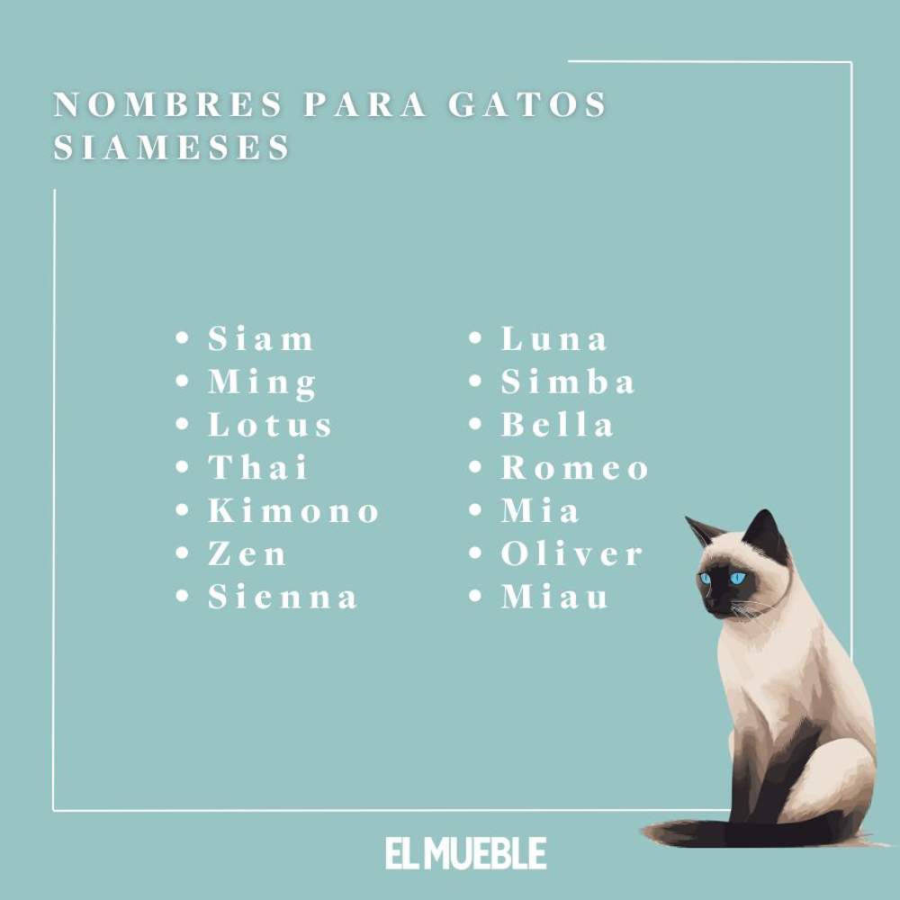 Nombres para gatos SIAMESES