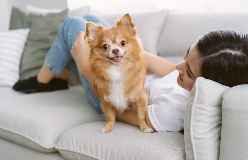 Perro con chica en el sofá