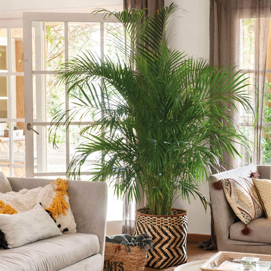 Este verano, anímate a decorar la casa, tanto dentro como fuera, con palmeras pequeñas de belleza exótica
