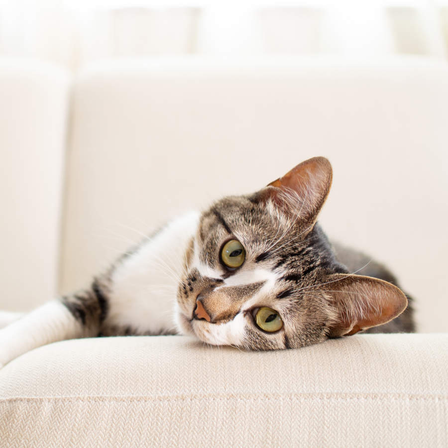 Gato en el sofá