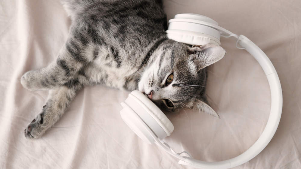 Gato escuchando música
