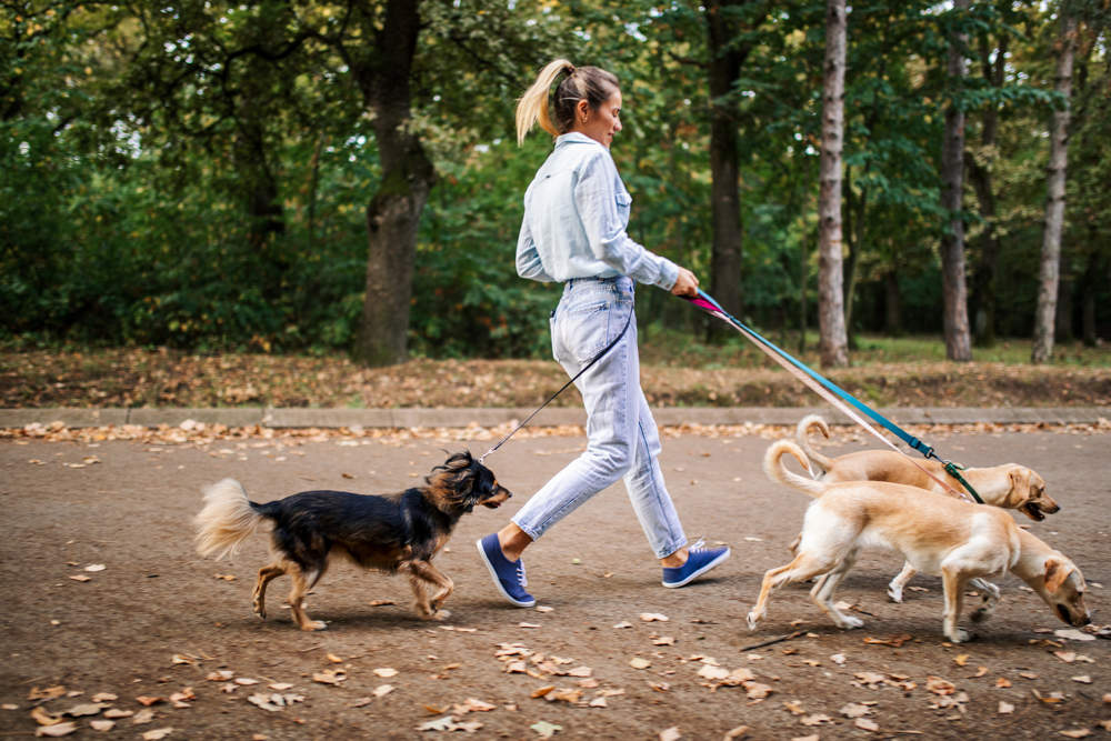 Chica paseando perros