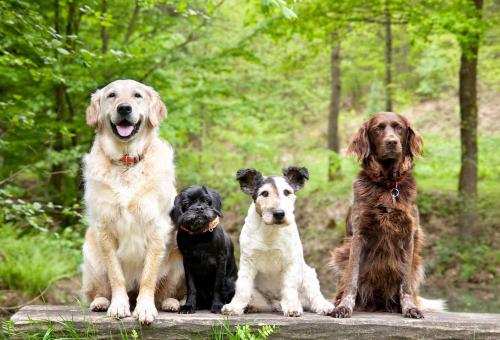 Grupo de perros