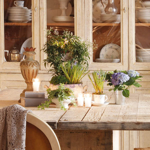 3 plantas MUY fáciles de cuidar e ideales para la mesa del salón o el comedor