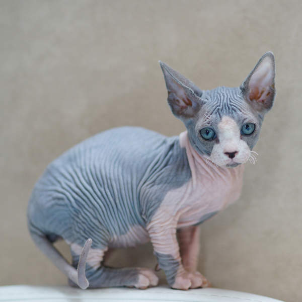 Gato bambino, el gato ''bajito'' que no tiene pelo y fue prohibido en algunos países: cuidados, características y más