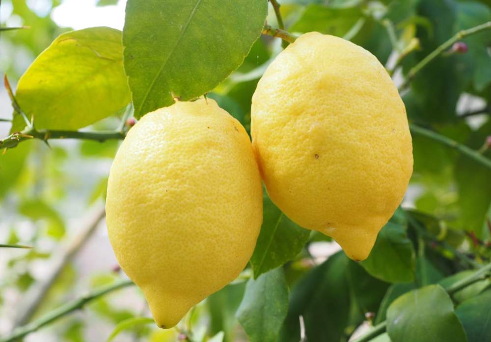 Limones