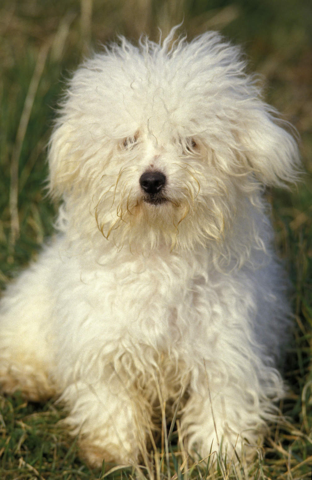 Bichón boloñés