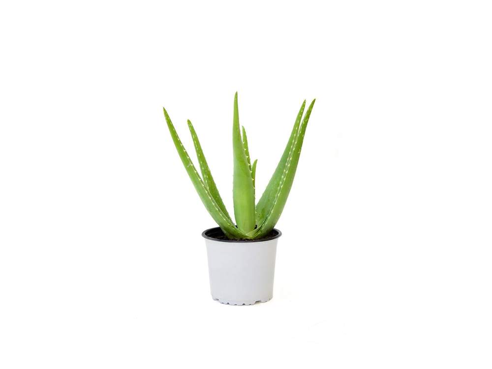 aloe vera zoom