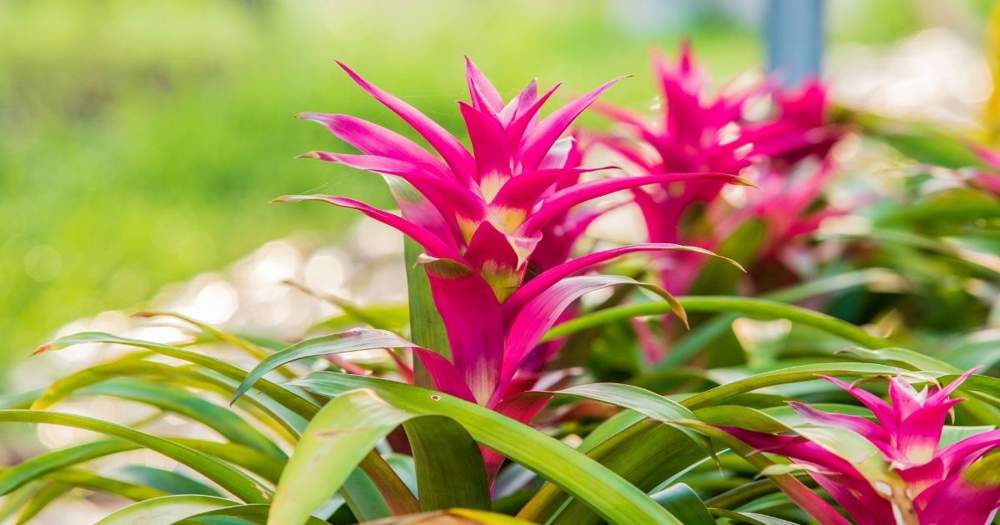 Bromelia.