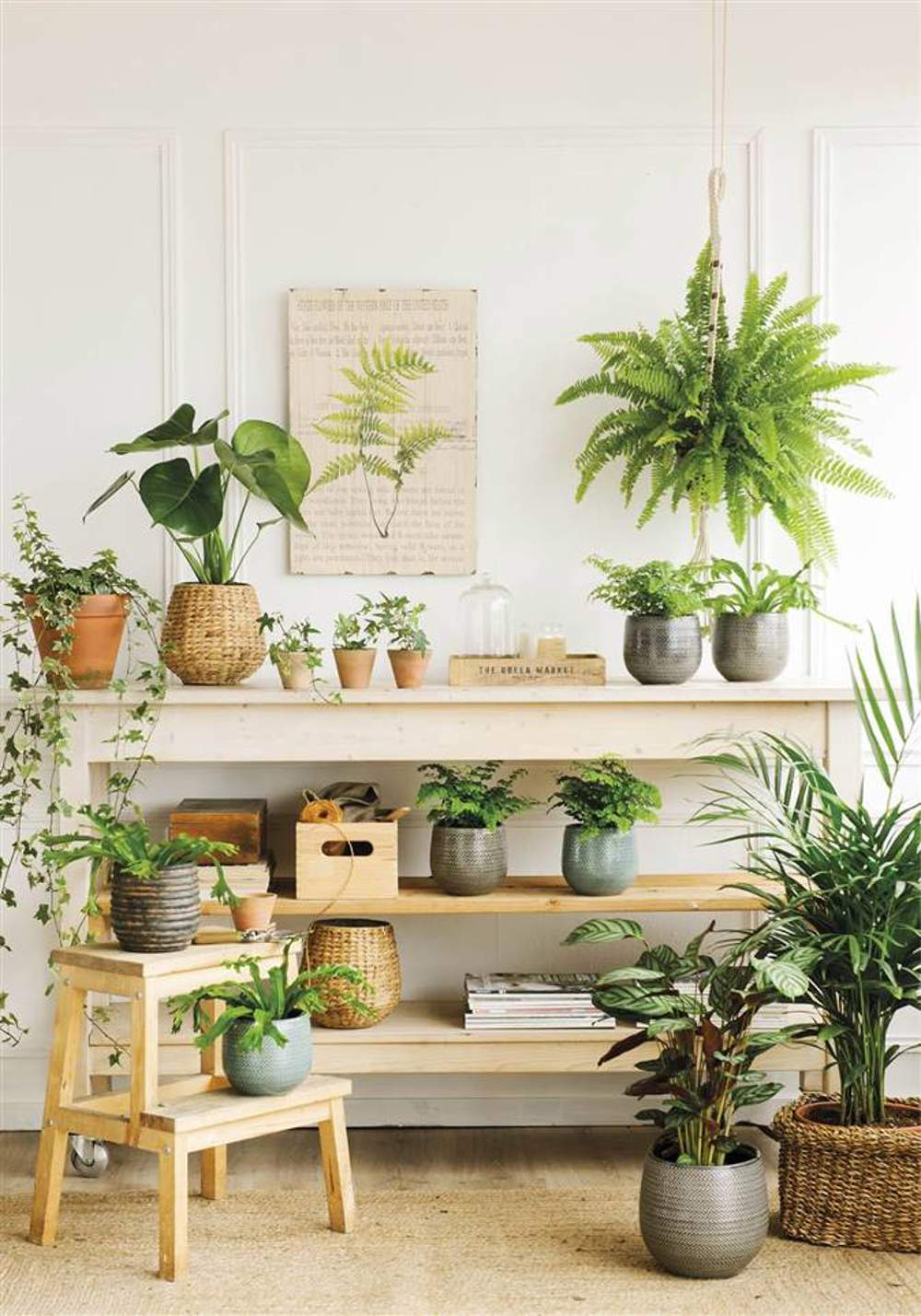 Plantas en estantes