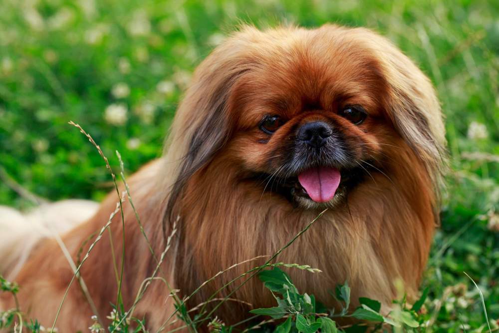 Perro pekinés