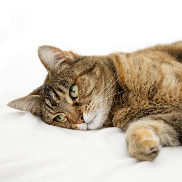 Qué puedes hacer cuando tu gato está triste: CONSEJOS y tips para solucionar este problema de tu mascota