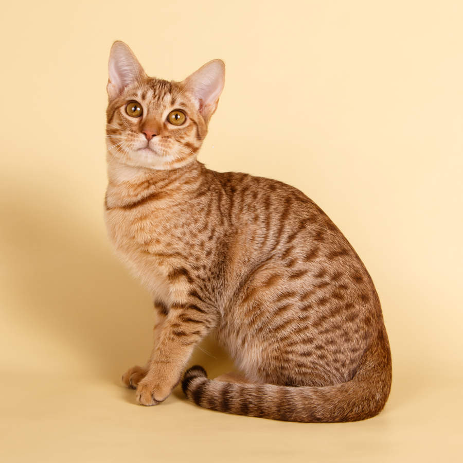 Ocicat