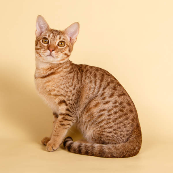 Enérgico y amable, así es el gato OCICAT: carácter, cuidados, características y más