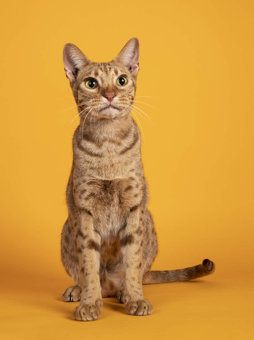 Ocicat