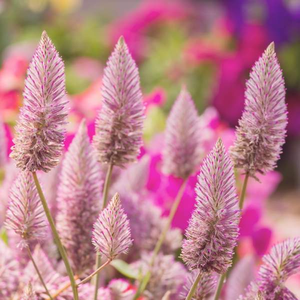 PTILOTUS JOEY, la planta resistente al sol y con flores rosas que no son las comunes